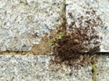 Ants` nest, anthill, stones, collaboration and hardworking team 