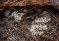 Ants in the nest carry eggs. Red carpenter ants tending pupae and larvae. Ant Larvaes