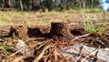 ants nest home tower of soil in pine forest 1