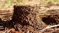 ants nest home tower of soil in pine forest 1