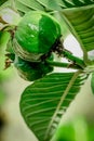 ants nesting in guava