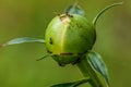 Ants on Peony Buds Before Blooming