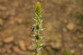 Ants on a plant