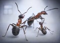 Ants play human situation of family scandal Royalty Free Stock Photo