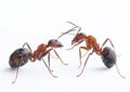 Ants playing