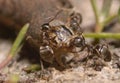 Ants pulling a grub gnawing it
