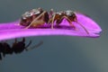 Ants on a purple red flower petal. Close up shot Royalty Free Stock Photo