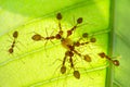 Ants, red ants is eating food, red ants is together moving food with teamwork on fresh green leaves in nature selective focus Royalty Free Stock Photo