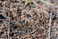 Ants red. it is a lot of ants. ant hill. Royalty Free Stock Photo