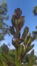 Ants run on a palm tree