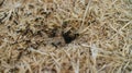 Ants running in a pile of hay