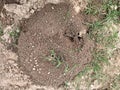 Ants scurrying around an ants nest in the countryside outside-Stock photo
