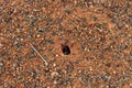 Ants scurrying in and out of a hole on flat, rocky ground at Temora.
