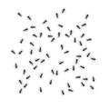 Ants set. Groups of working ants on white background. Insects marching or walking down the road. Insect colony, control
