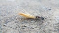 Ants with a shiny black body. The ant drags a large straw with its proboscis. Insects and termites. Macro photo. The concept of