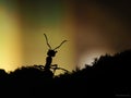 Ants silhouettes at sunset. Kiss insects