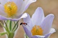 Ants sits on a flower AnÃÂ©mone.