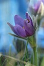 Ants sits on a flower AnÃ©mone (Pulsatilla, wind flower, prairie crocus).