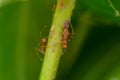 Ants standing on trees