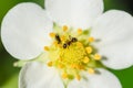 Ants on a strawberry flower Royalty Free Stock Photo