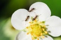 Ants on a strawberry flower Royalty Free Stock Photo