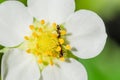 Ants on a strawberry flower Royalty Free Stock Photo