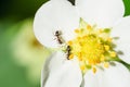 Ants on a strawberry flower Royalty Free Stock Photo