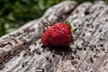 Ants and strawberry Royalty Free Stock Photo