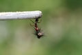 Strong and hard-working ant carries seeds