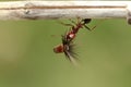 Strong and hard-working ant carries seeds