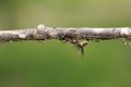 Strong and hard-working ant carries seeds