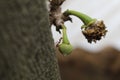 Ants and sugar apple flower or srikaya