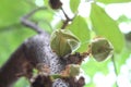 Ants and sugar apple flower or srikaya