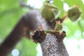 Ants and sugar apple flower or srikaya
