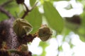 Ants and sugar apple flower or srikaya