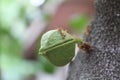 Ants and sugar apple flower or srikaya