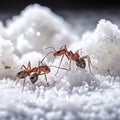 ants with sugar, light background