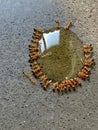 Ants surround a drop of honey