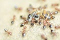 Ants swarm eating dead honey bee, insect, honeybee, nature
