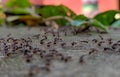 ants swarm looking for food