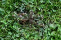 Ants swarm on the ornamental lawn. There are a lot of individuals. The wings will soon fly to reproduce.