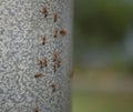 Ants swarming a baseball dugout Royalty Free Stock Photo