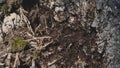 Ants swarming on tree wood nest