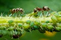 Ants taking care of aphids Royalty Free Stock Photo