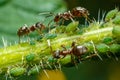 Ants taking care of aphids Royalty Free Stock Photo