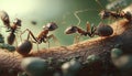 ants talk to each other, tema work concept Royalty Free Stock Photo