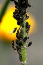 Ants tending aphids Royalty Free Stock Photo