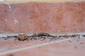 Ants on the tile Royalty Free Stock Photo