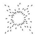 Ants trail circle frame, line of working ants on white background. Groups of insect marching or walking down the road