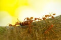 Ants in a tree carrying a death bug Royalty Free Stock Photo